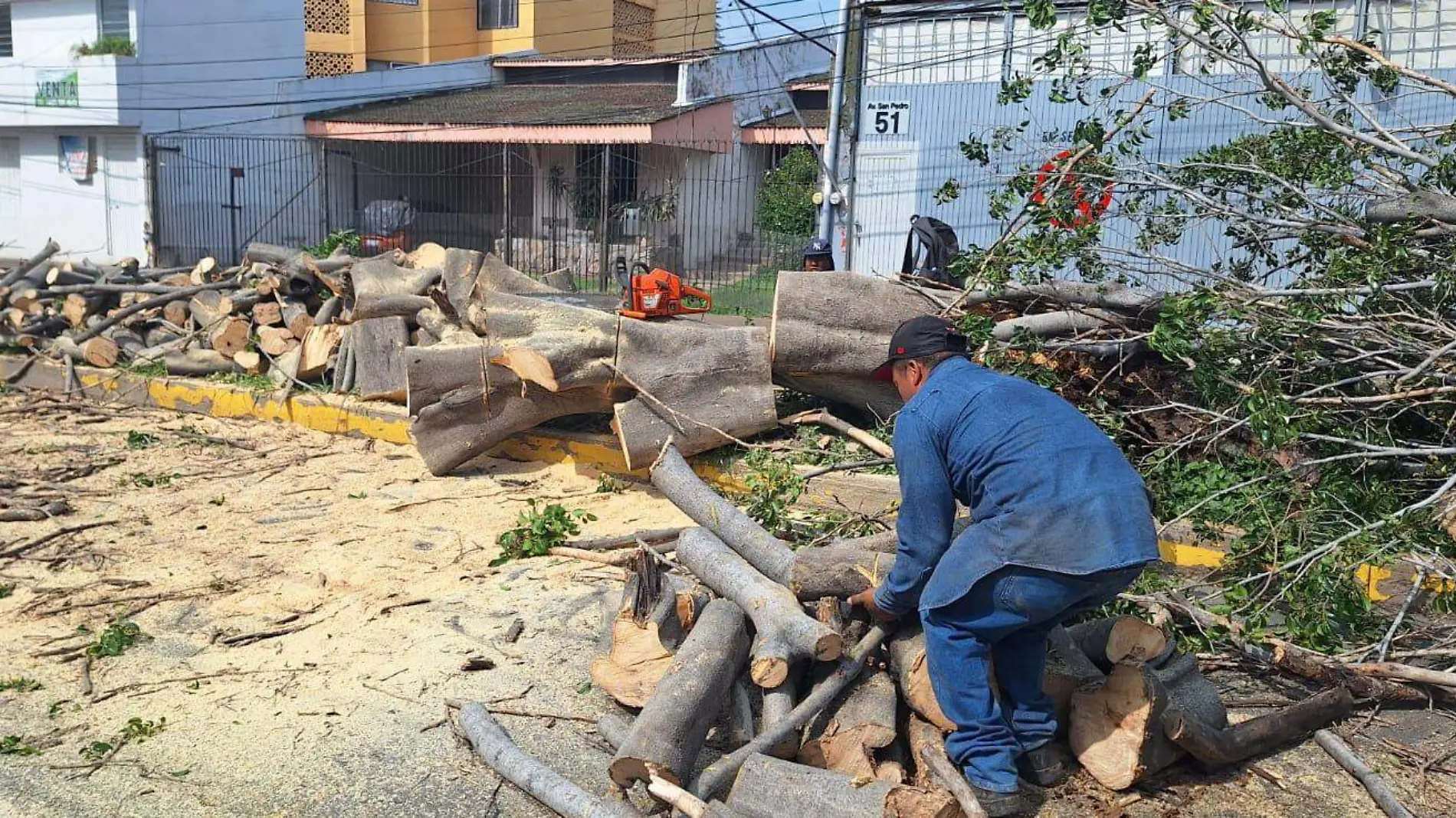 Fuertes lluvias en Irapuato causan la caída de dos arboles en distintos puntos de la ciudad  (3)